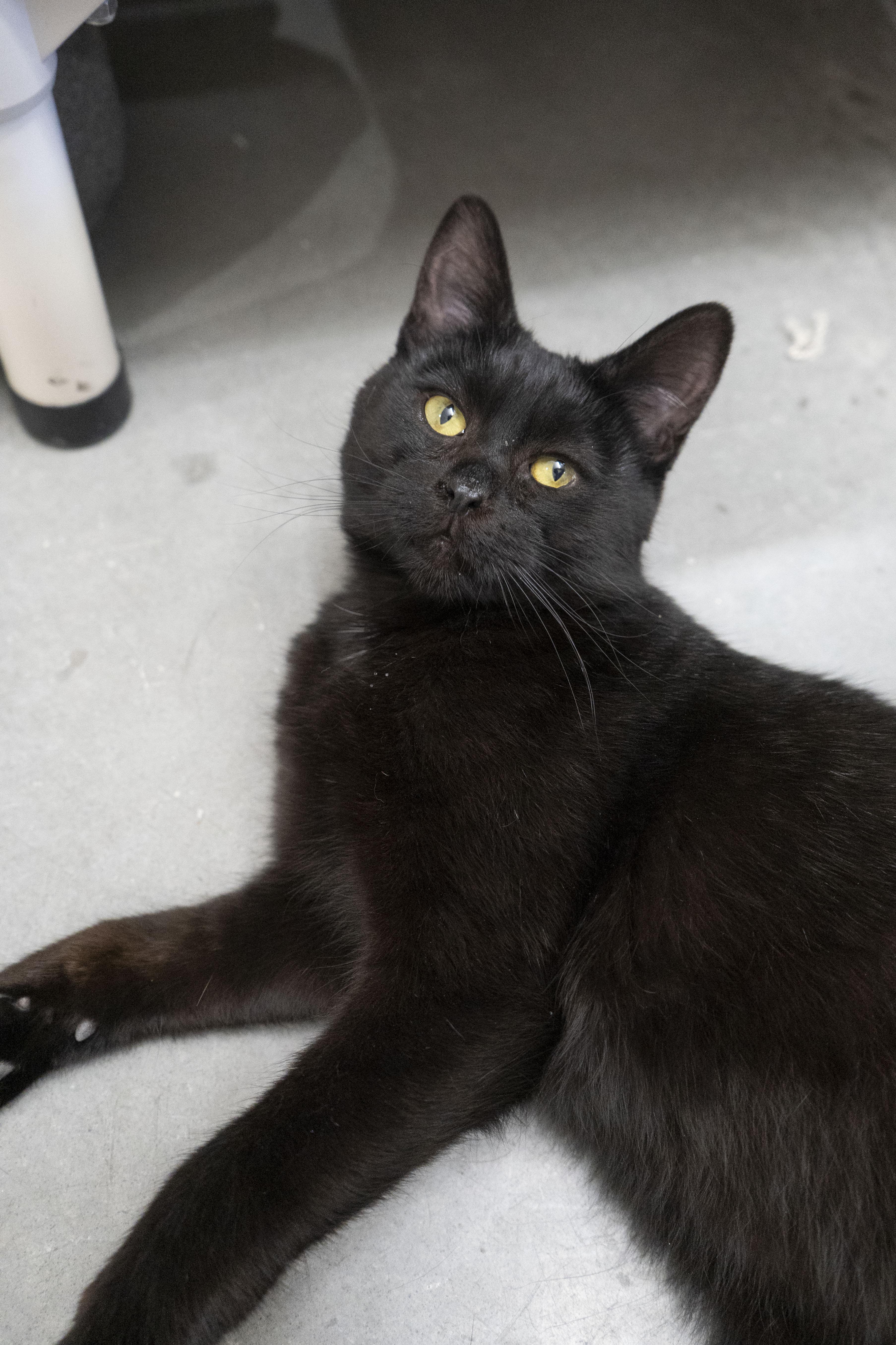 Benedict, an adoptable Domestic Short Hair in Boise, ID, 83709 | Photo Image 2