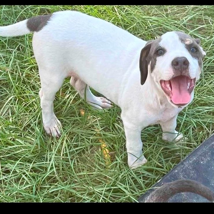 Chicken Little, a ADOPTABLE mixed breed in Semmes, AL image 2/6