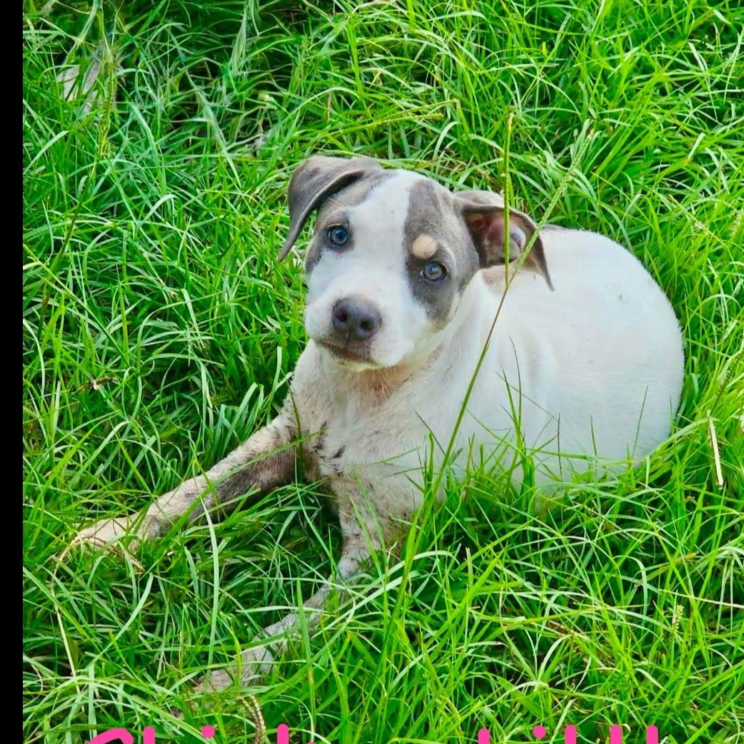 Chicken Little, ADOPTABLE, Puppy Female Jack Russell Terrier & Feist.
