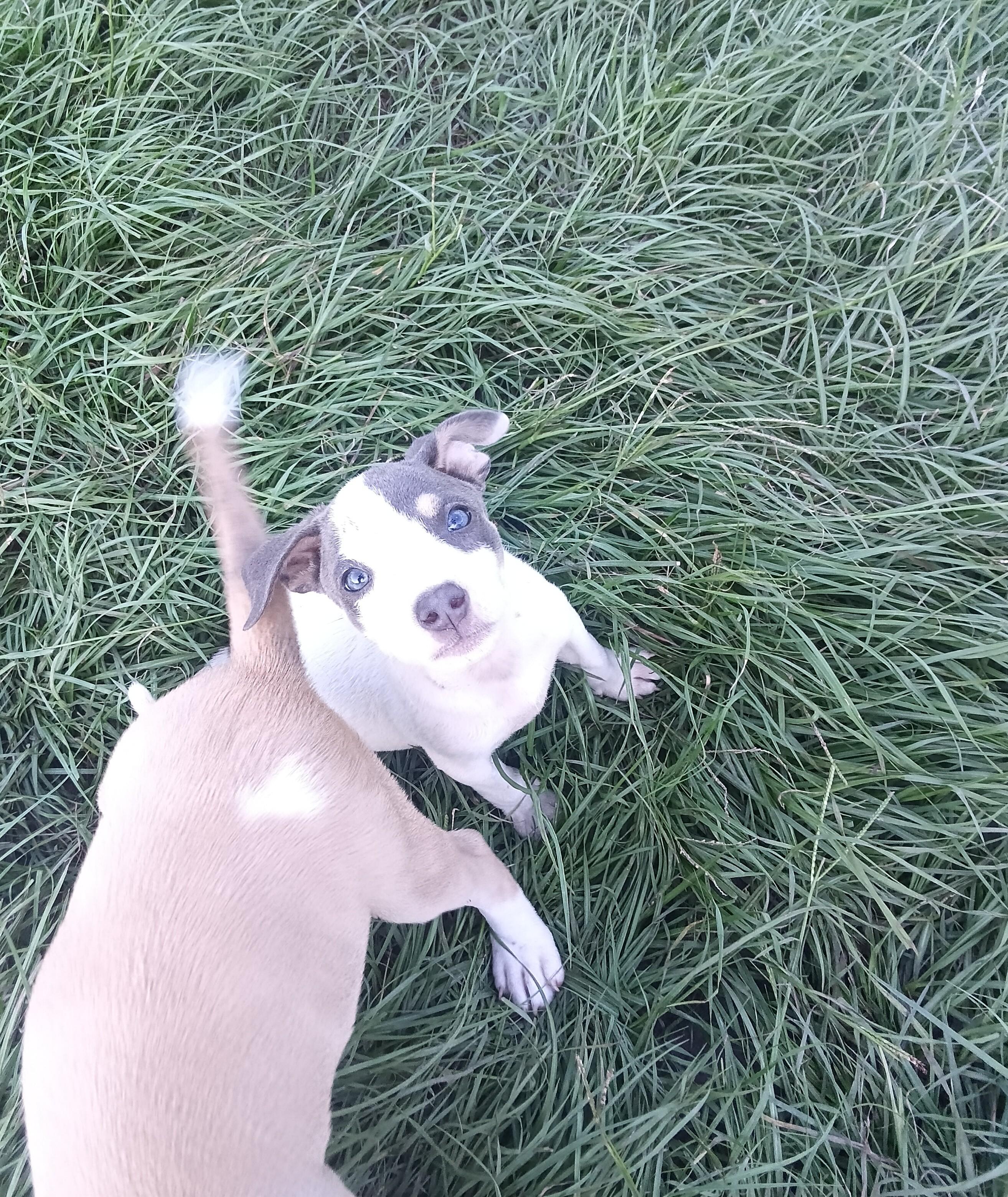 Chicken Little, a ADOPTABLE mixed breed in Semmes, AL image 6/6