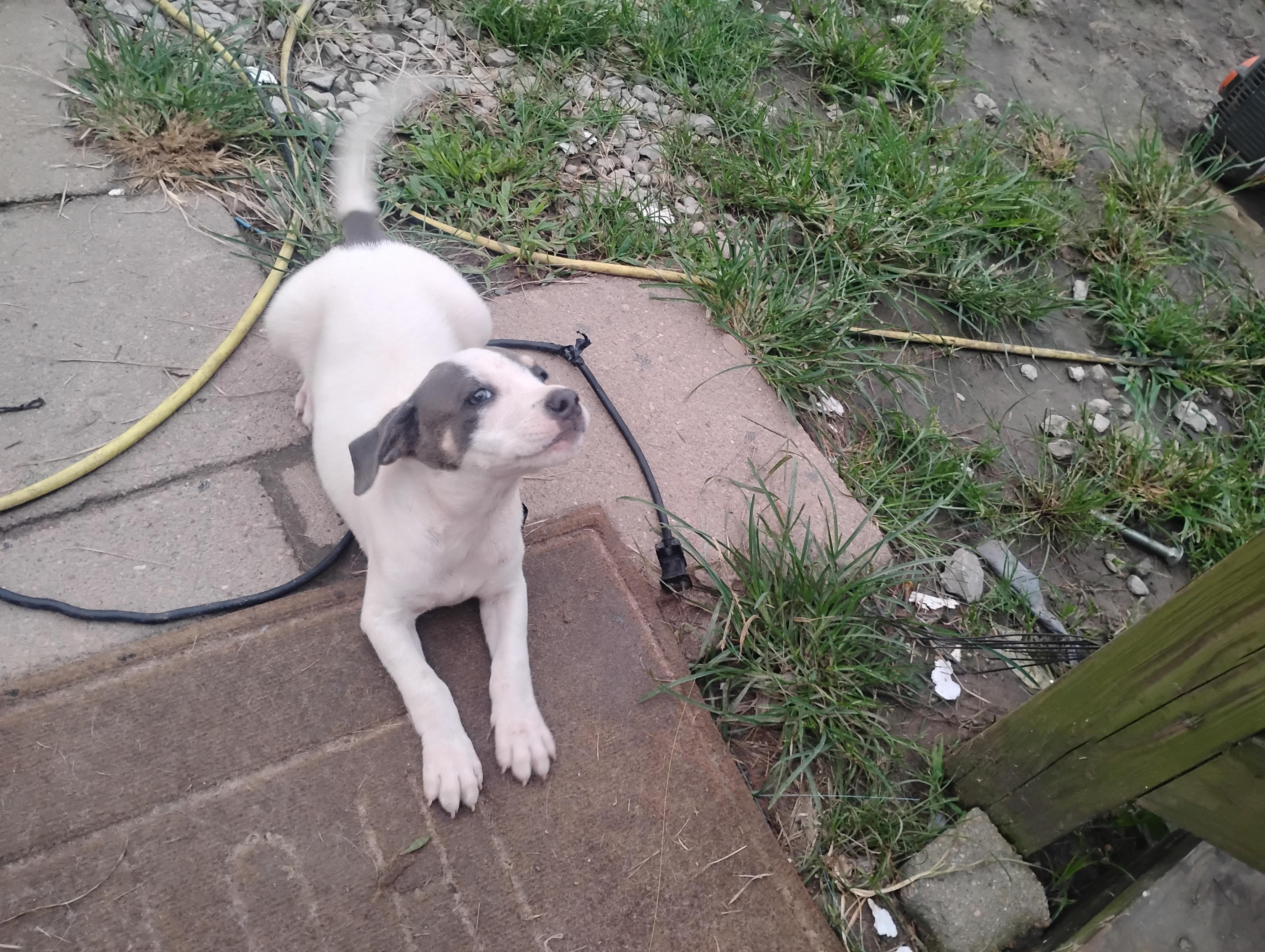 Chicken Little, a ADOPTABLE mixed breed in Semmes, AL image 4/6