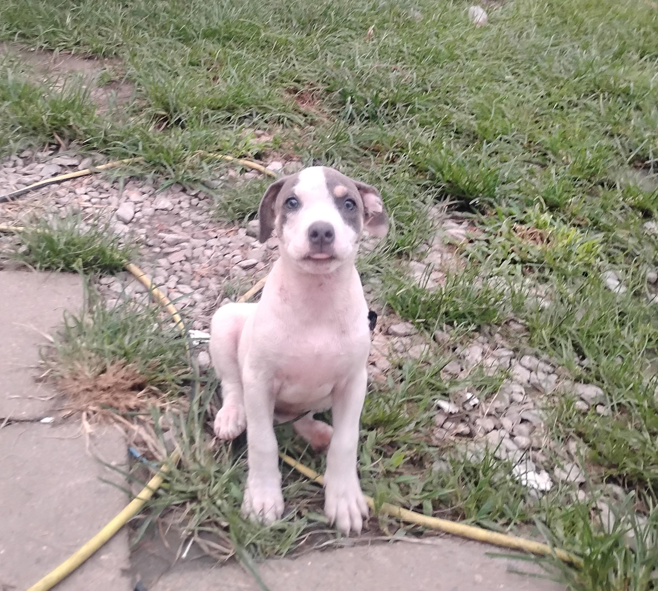 Chicken Little, a ADOPTABLE mixed breed in Semmes, AL image 5/6