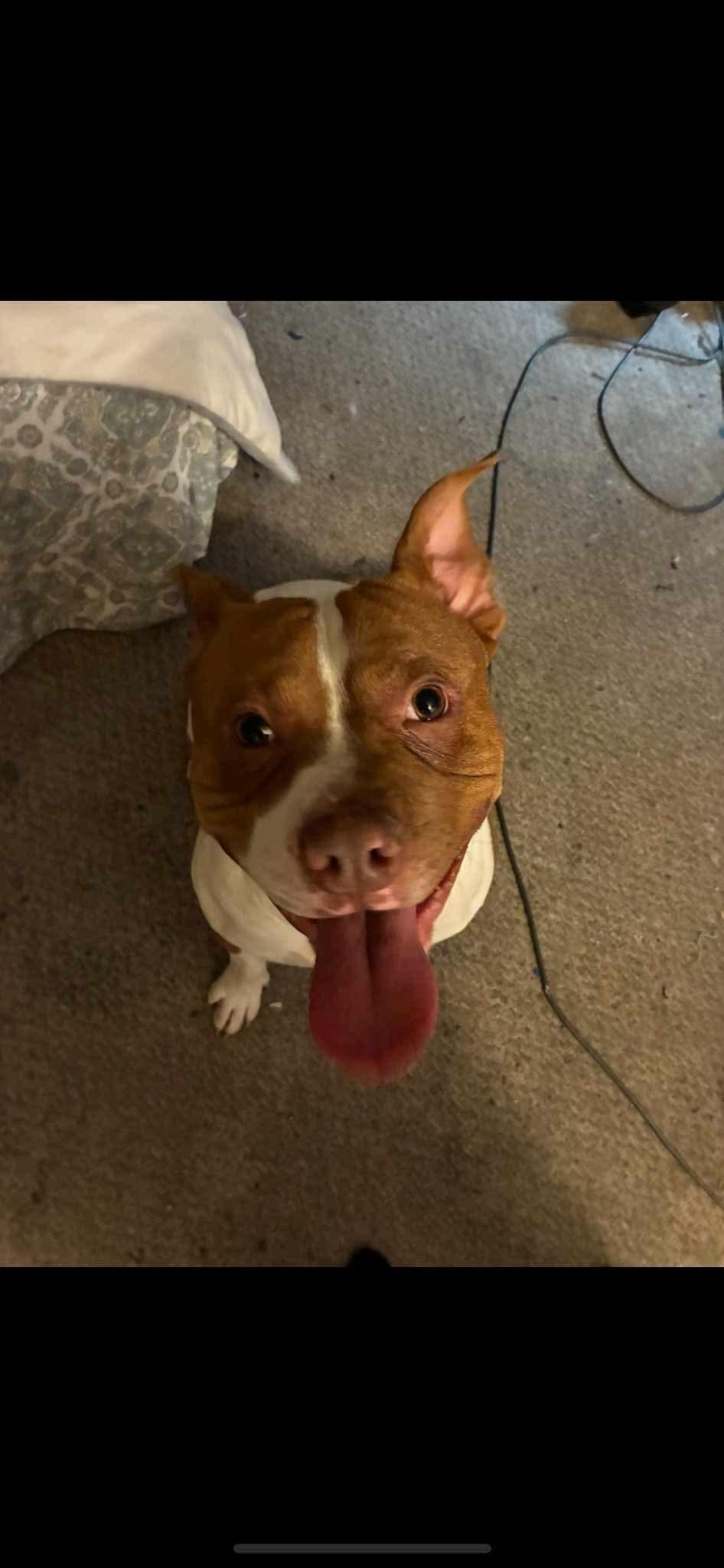 Enlarge Rocky, a Adoptable mixed breed image 2/6