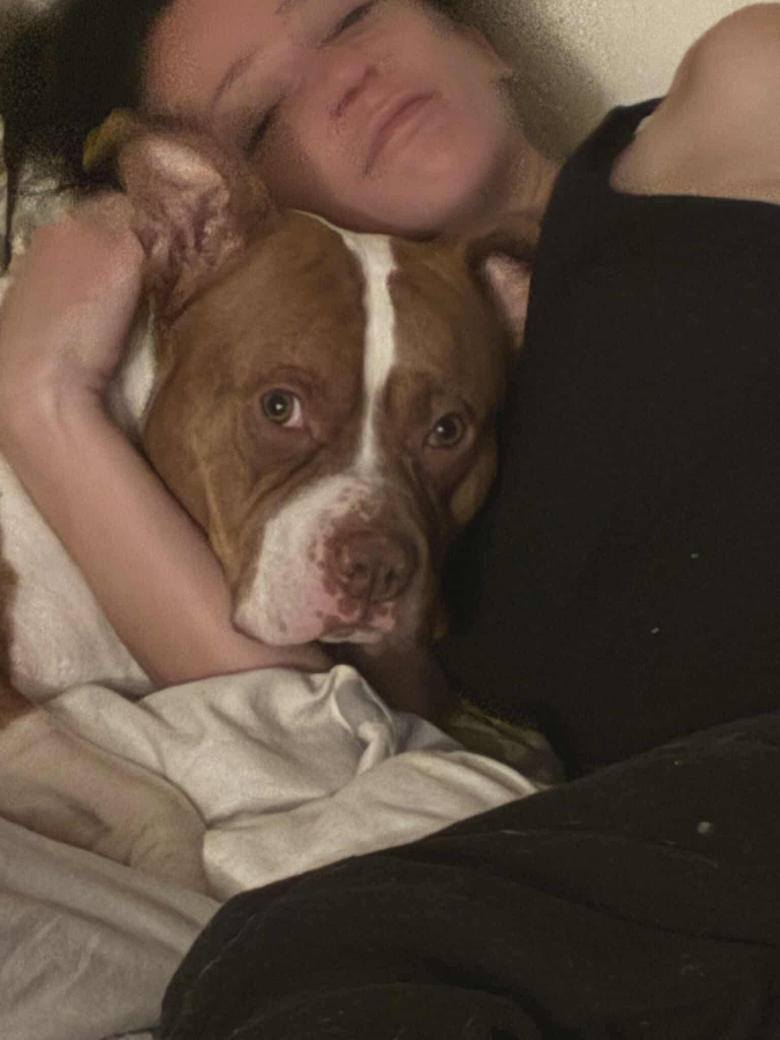 Enlarge Rocky, a Adoptable mixed breed image 1/6