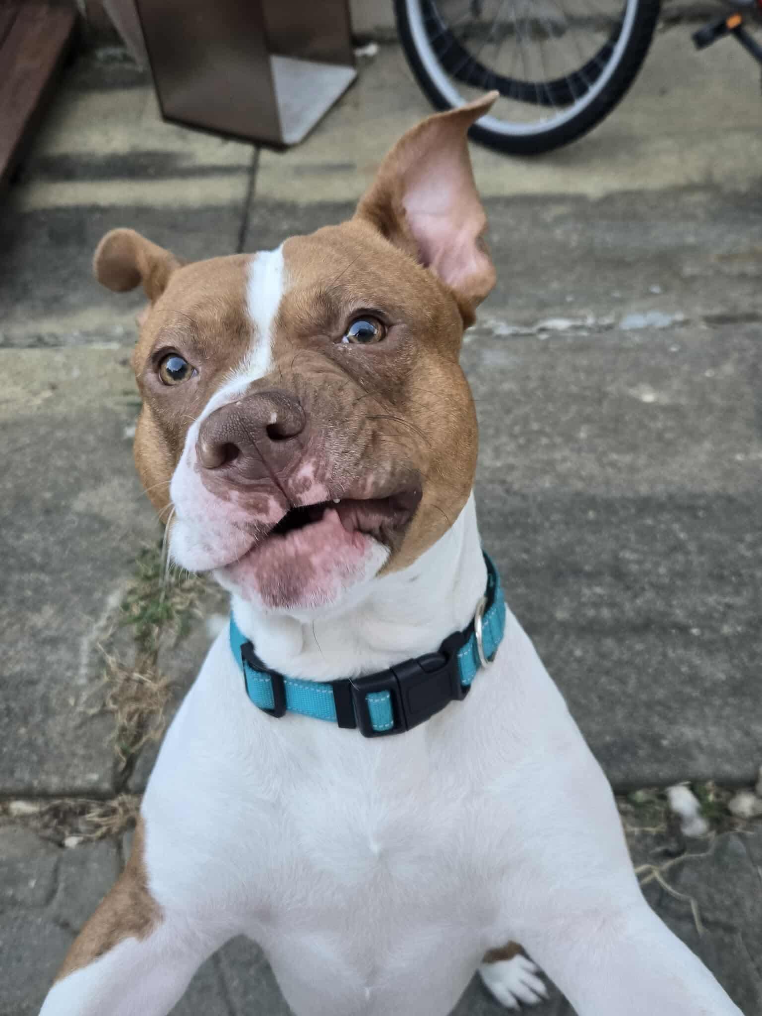 Enlarge Rocky, a Adoptable mixed breed image 5/6