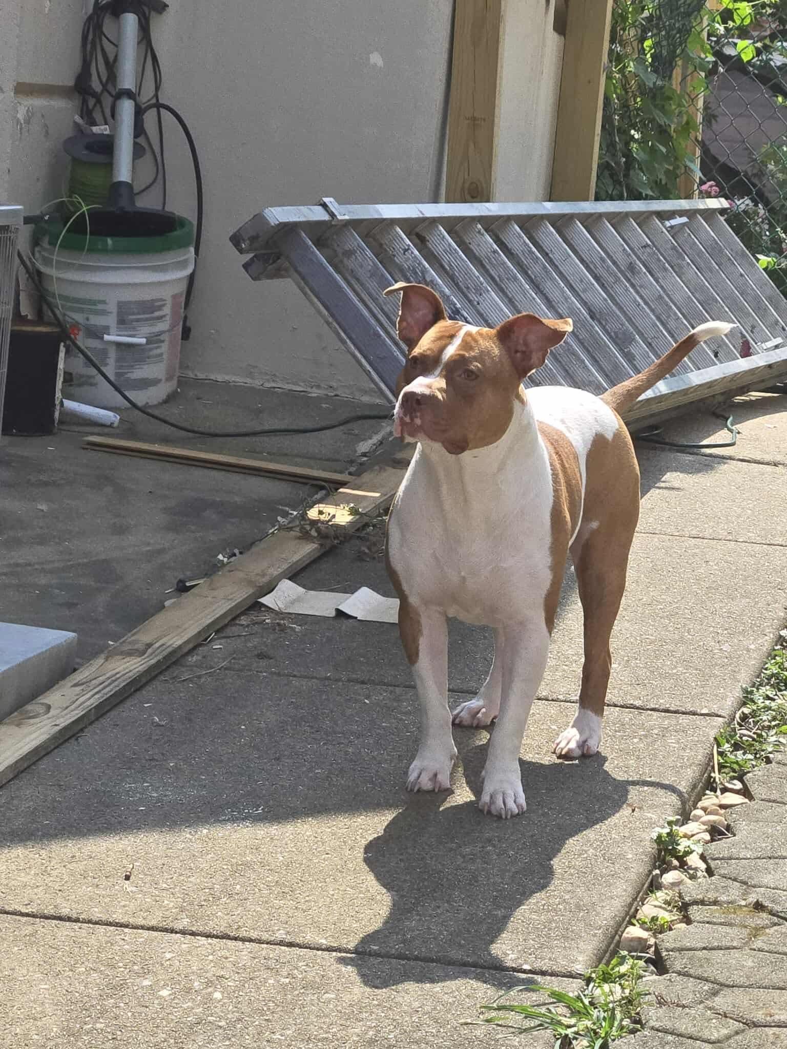 Enlarge Urgent Rocky, a Adoptable mixed breed in Warminster, PA image 1/6