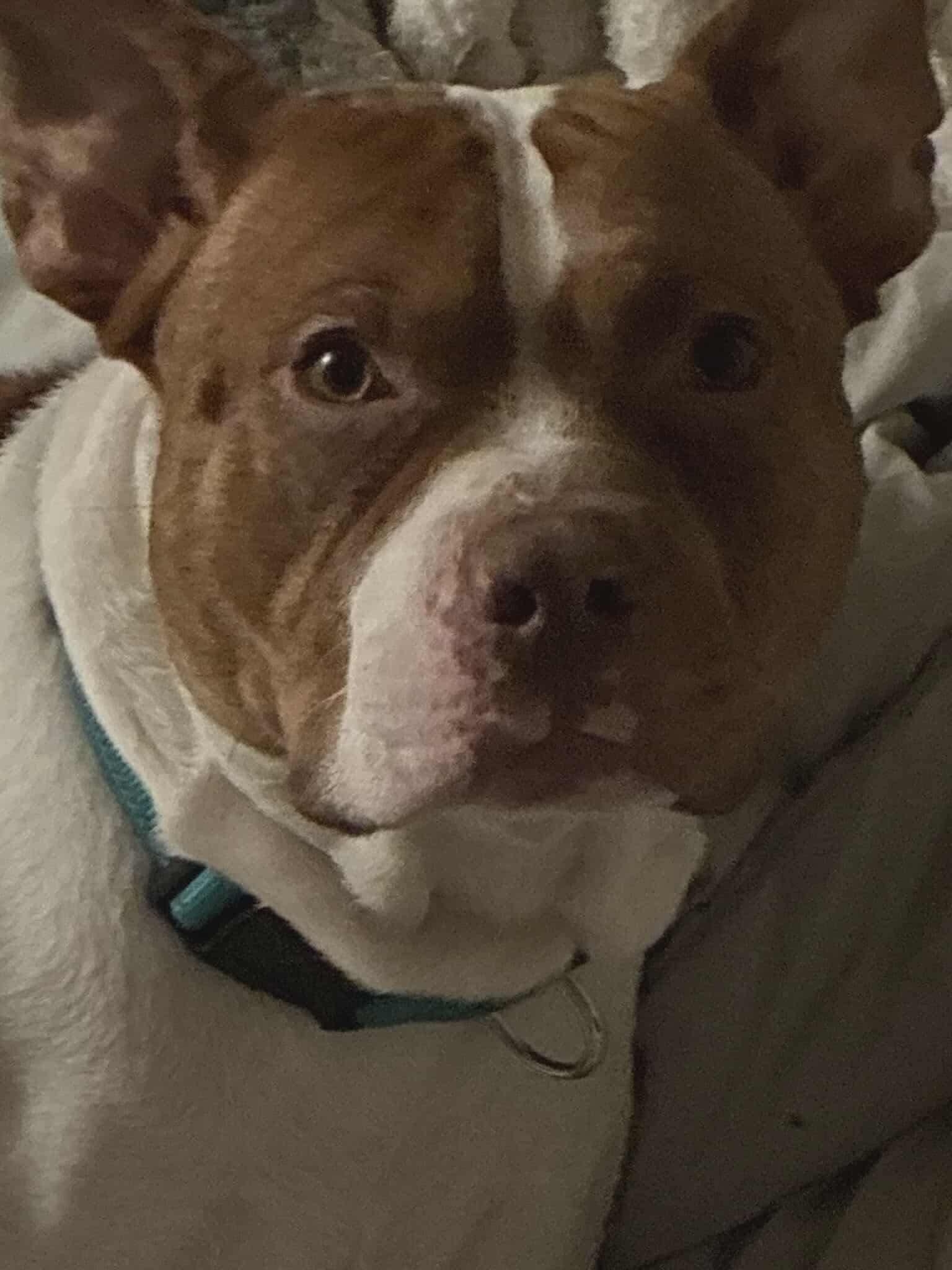 Enlarge Rocky, a Adoptable mixed breed image 3/6