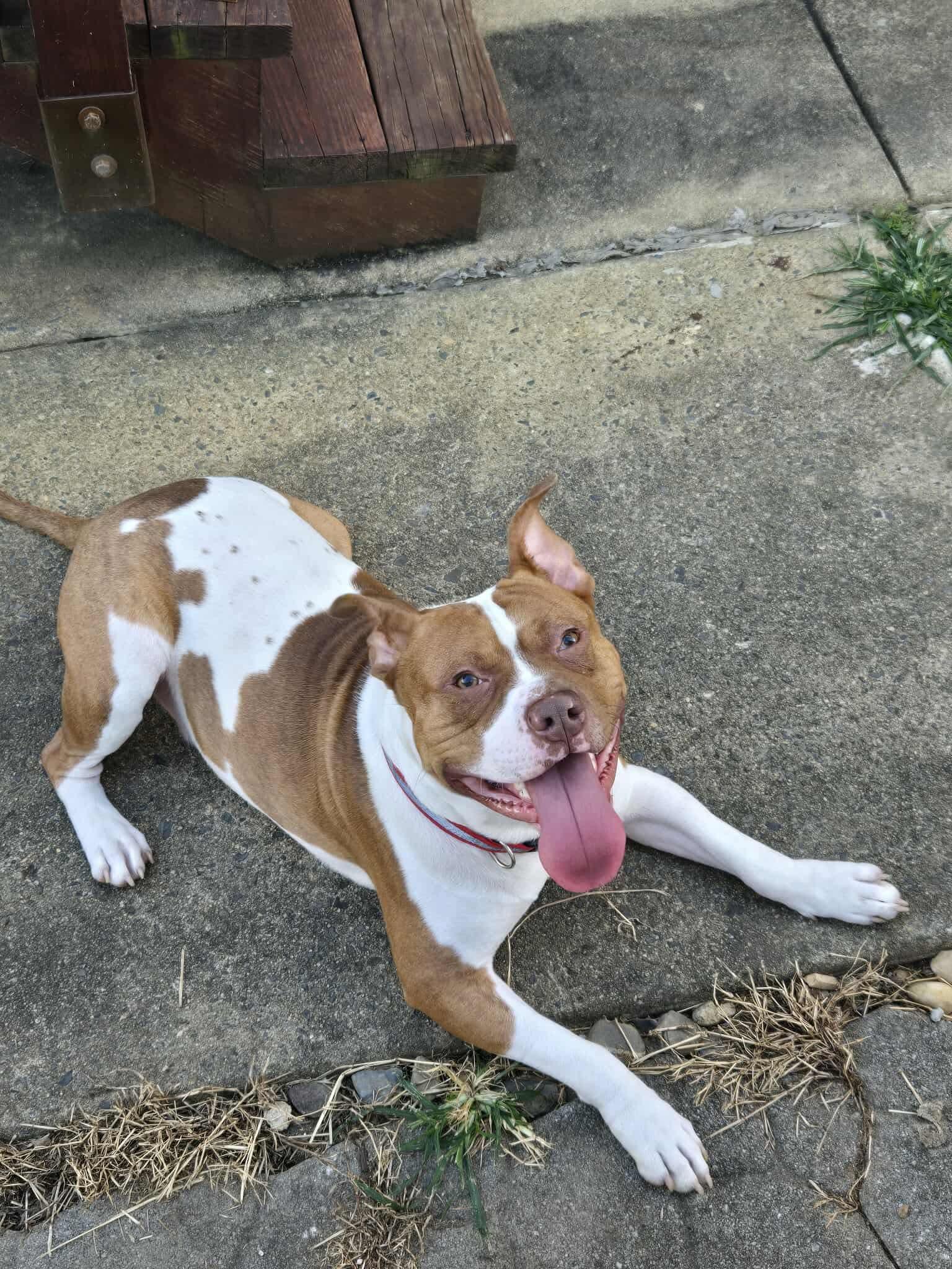 Urgent Rocky, Adoptable, Adult Male American Bulldog & Pit Bull Terrier.