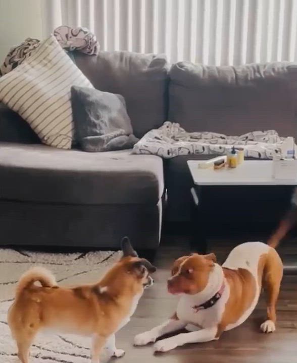 Enlarge Rocky, a Adoptable mixed breed video 6/6