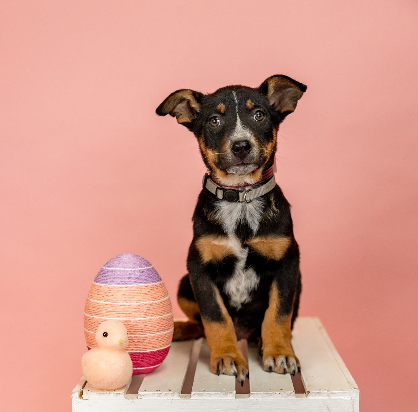 224-26, ADOPTABLE, Young Female Shepherd.