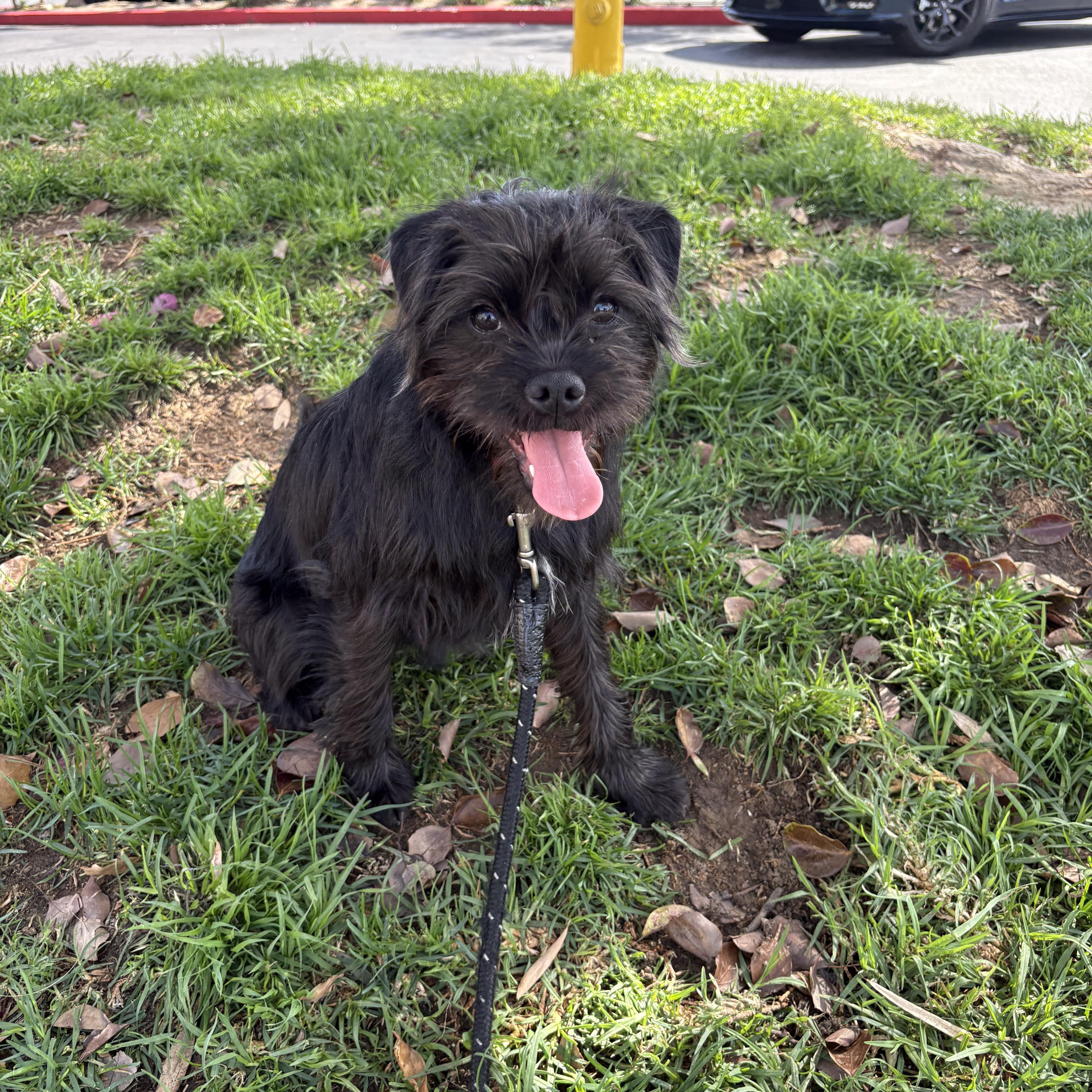 Penny is available for adoption