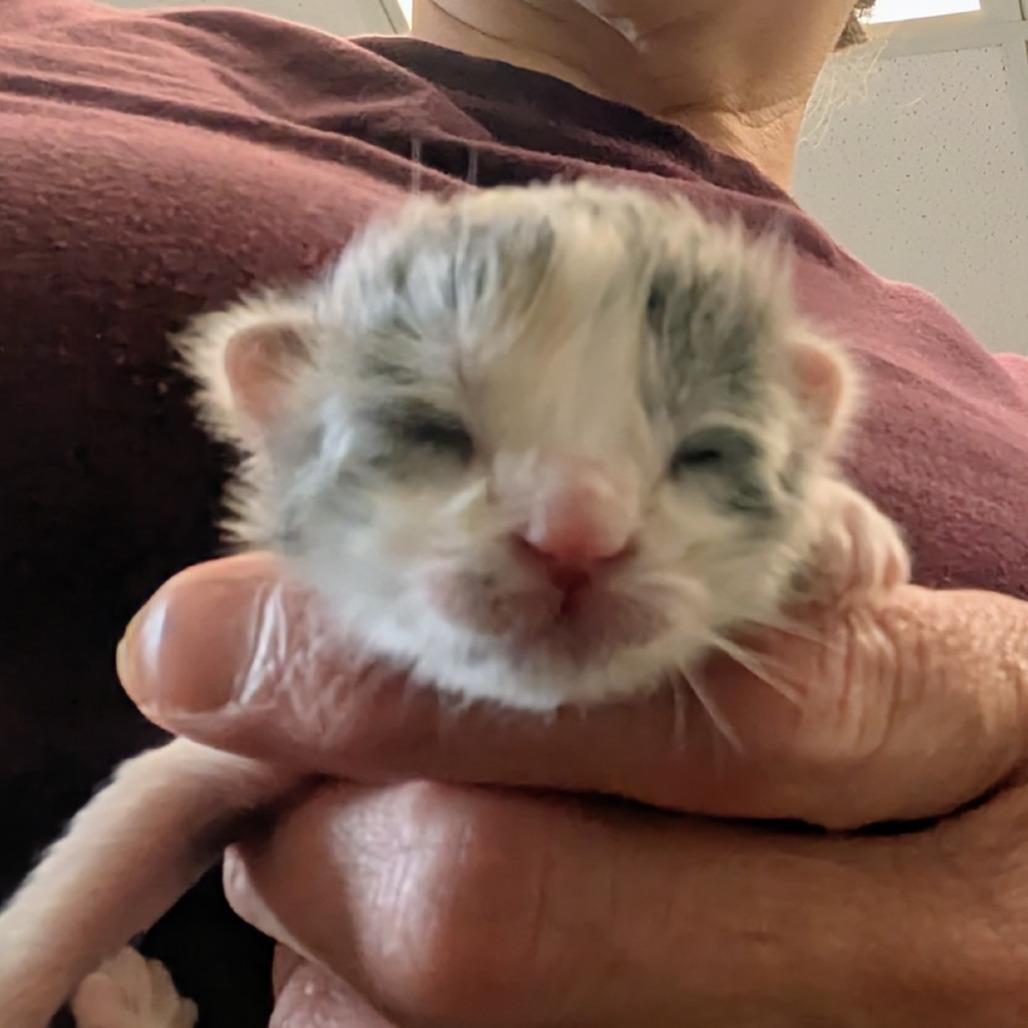 Phoebe, a Adoptable Domestic Long Hair in Marysville, OH image 1/2