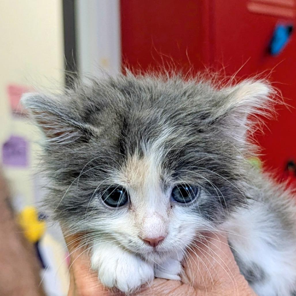 Phoebe, a Adoptable Domestic Long Hair in Marysville, OH image 2/2