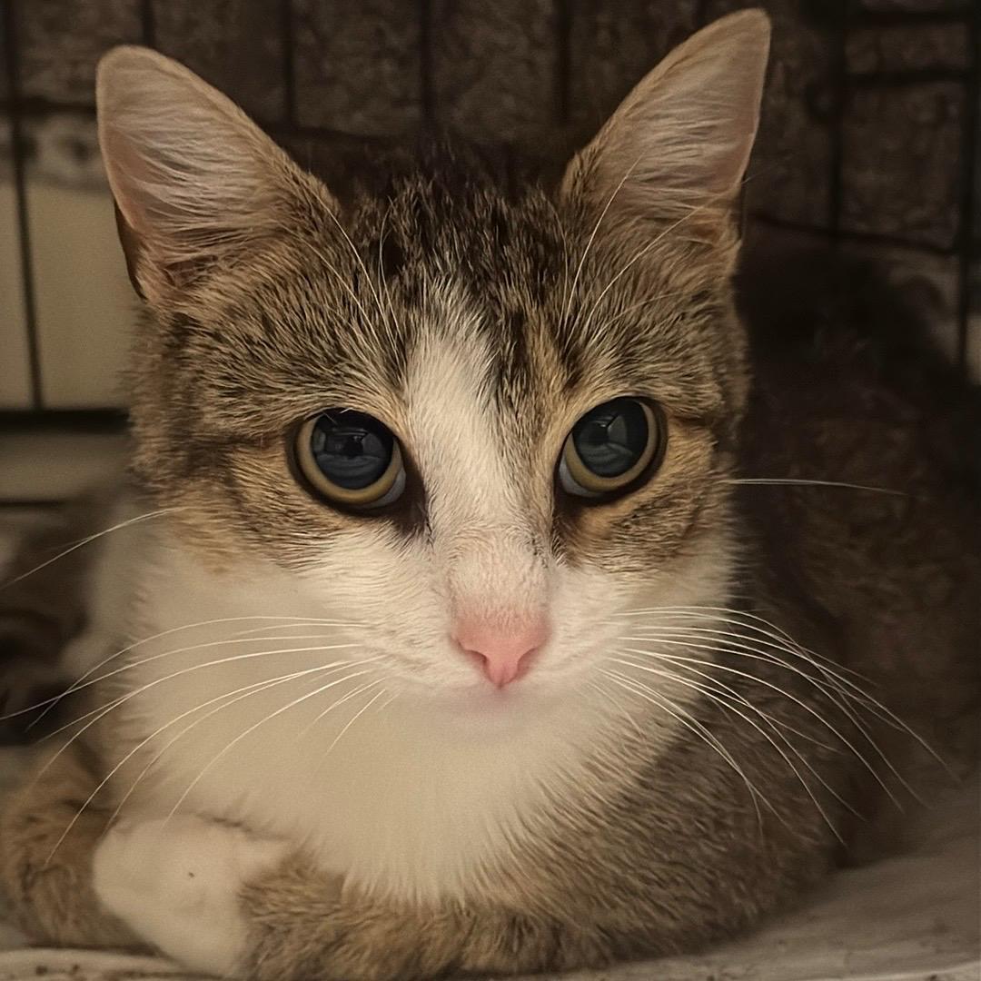 Enlarge Ziomara, a Adoptable Tabby in Perth Amboy , NJ image 2/5