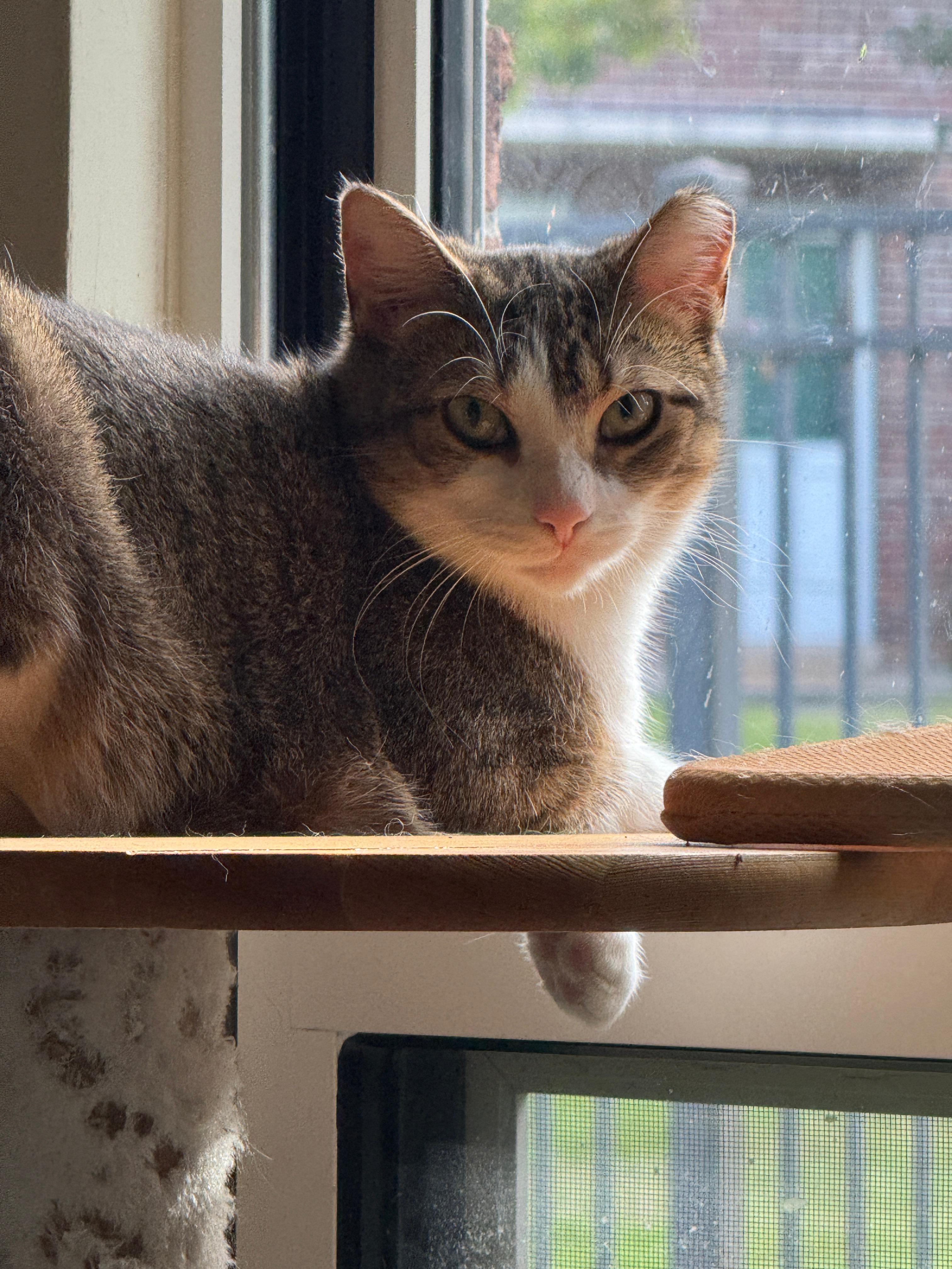 Enlarge Ziomara, a Adoptable Tabby in Perth Amboy , NJ image 1/5