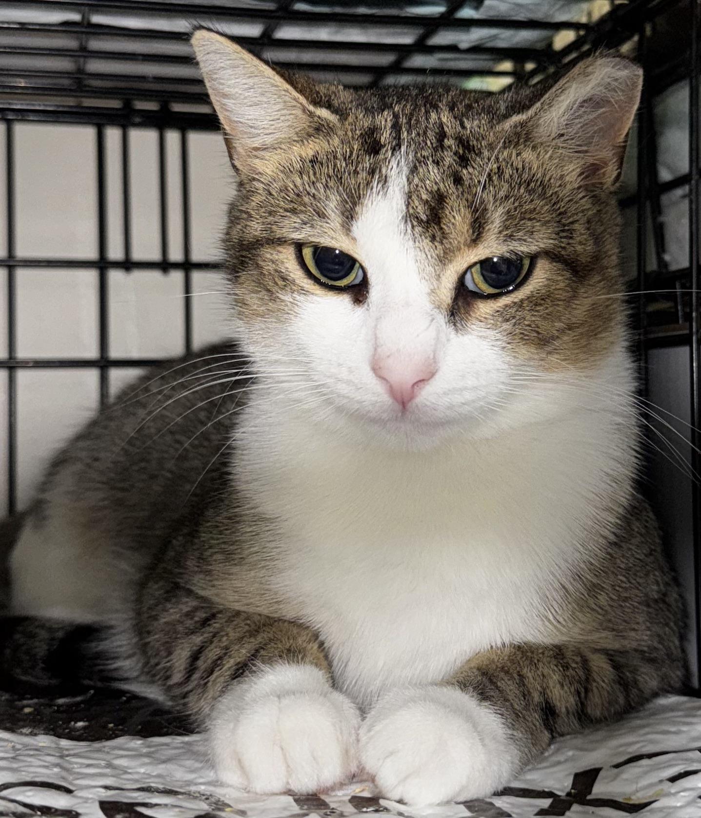 Enlarge Ziomara, a Adoptable Tabby in Perth Amboy , NJ image 3/5