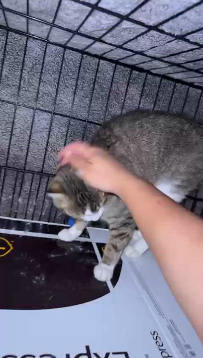 Enlarge Ziomara, a Adoptable Tabby in Perth Amboy , NJ video 4/5