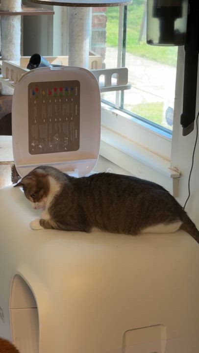 Enlarge Ziomara, a Adoptable Tabby in Perth Amboy , NJ video 5/5