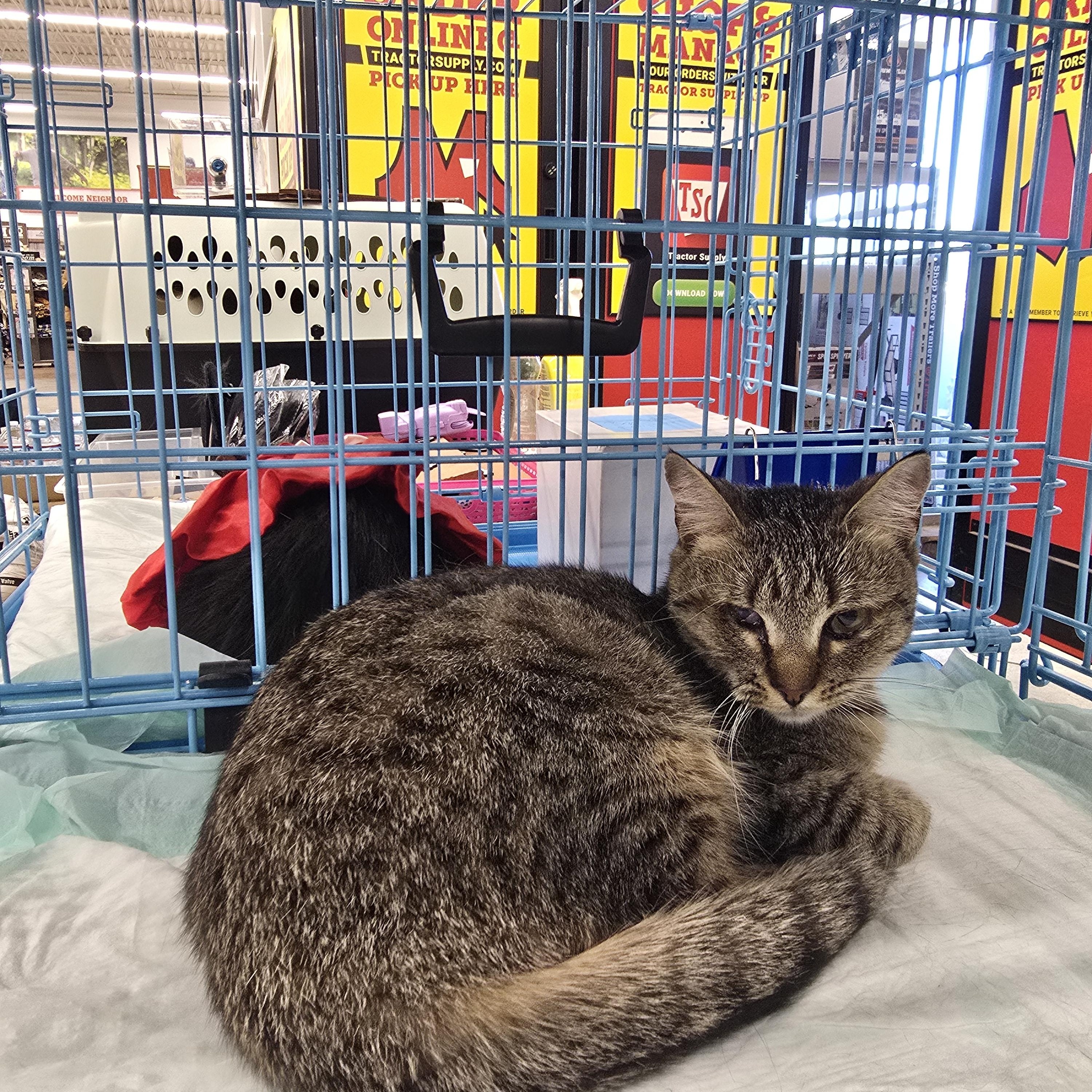 Rainy raindrop, a ADOPTABLE Domestic Short Hair in Perth Amboy , NJ image 5/6