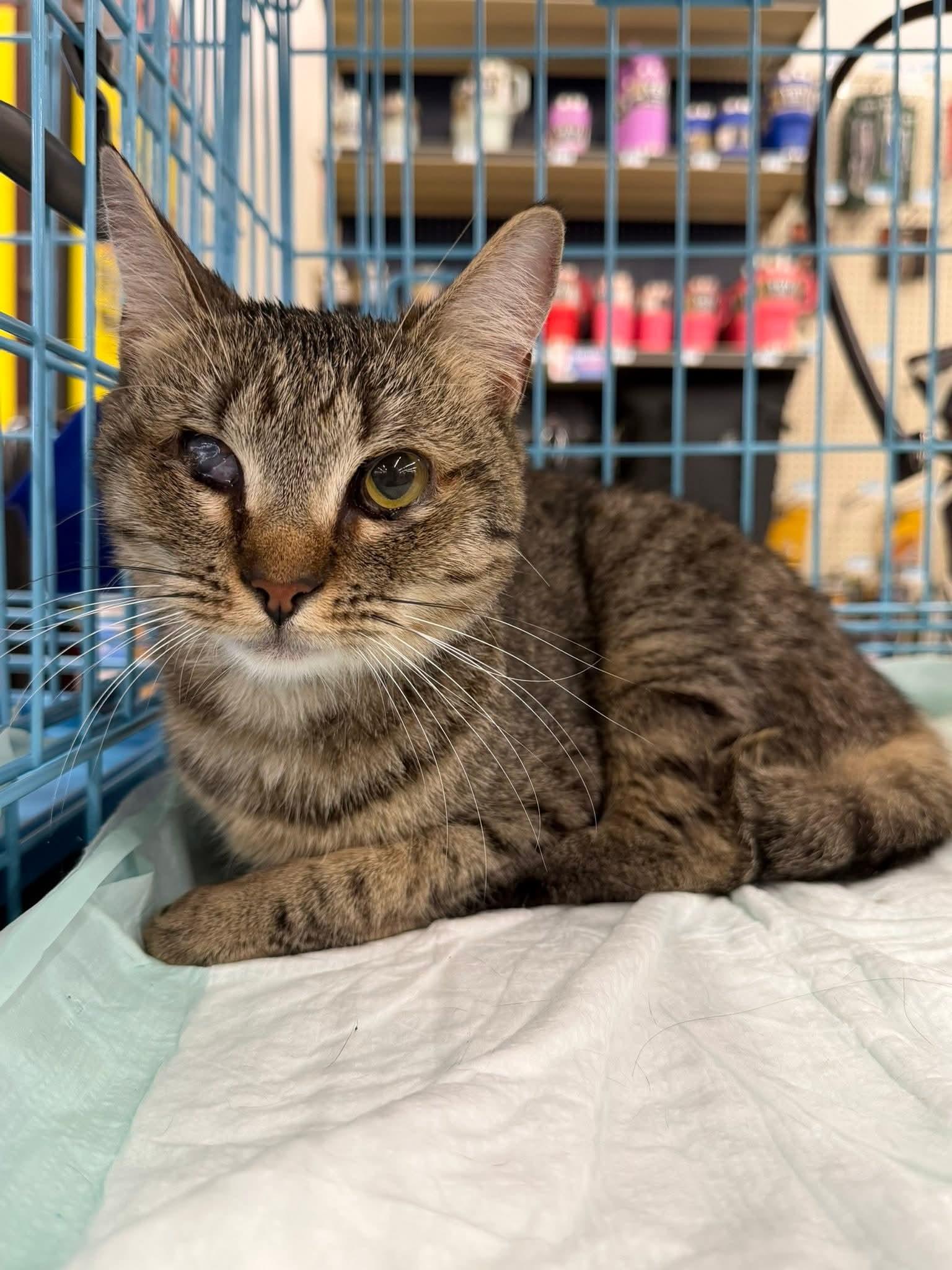 Rainy raindrop, a ADOPTABLE Domestic Short Hair in Perth Amboy , NJ image 2/6