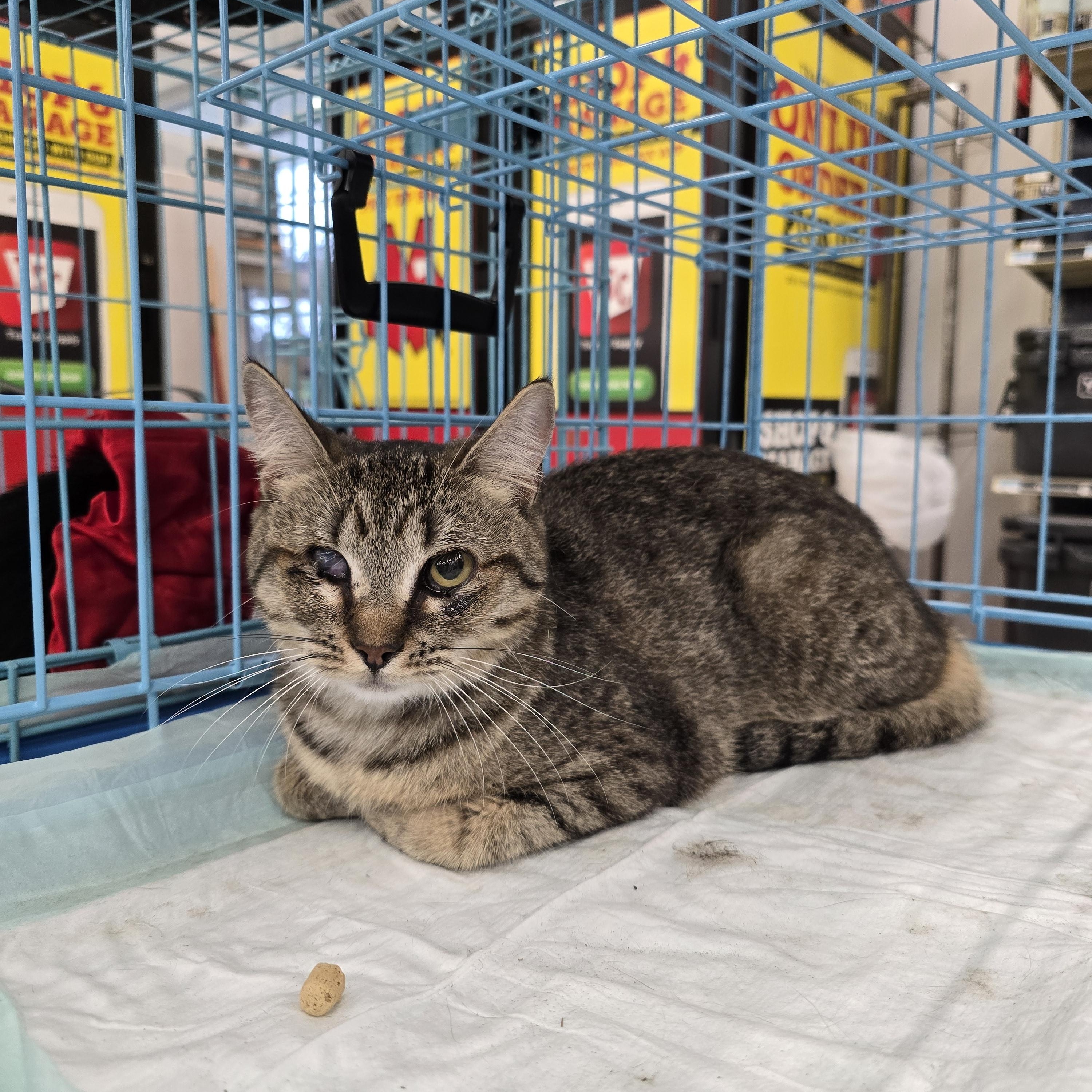 Rainy raindrop, a ADOPTABLE Domestic Short Hair in Perth Amboy , NJ image 6/6