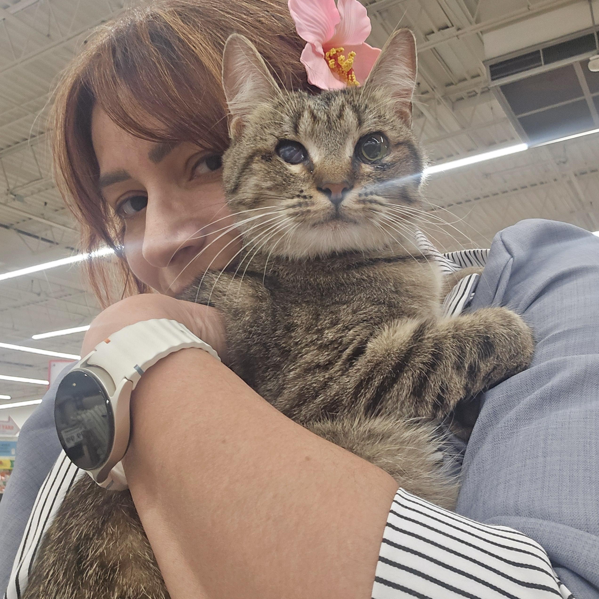 Rainy raindrop, ADOPTABLE, Young Female Domestic Short Hair.