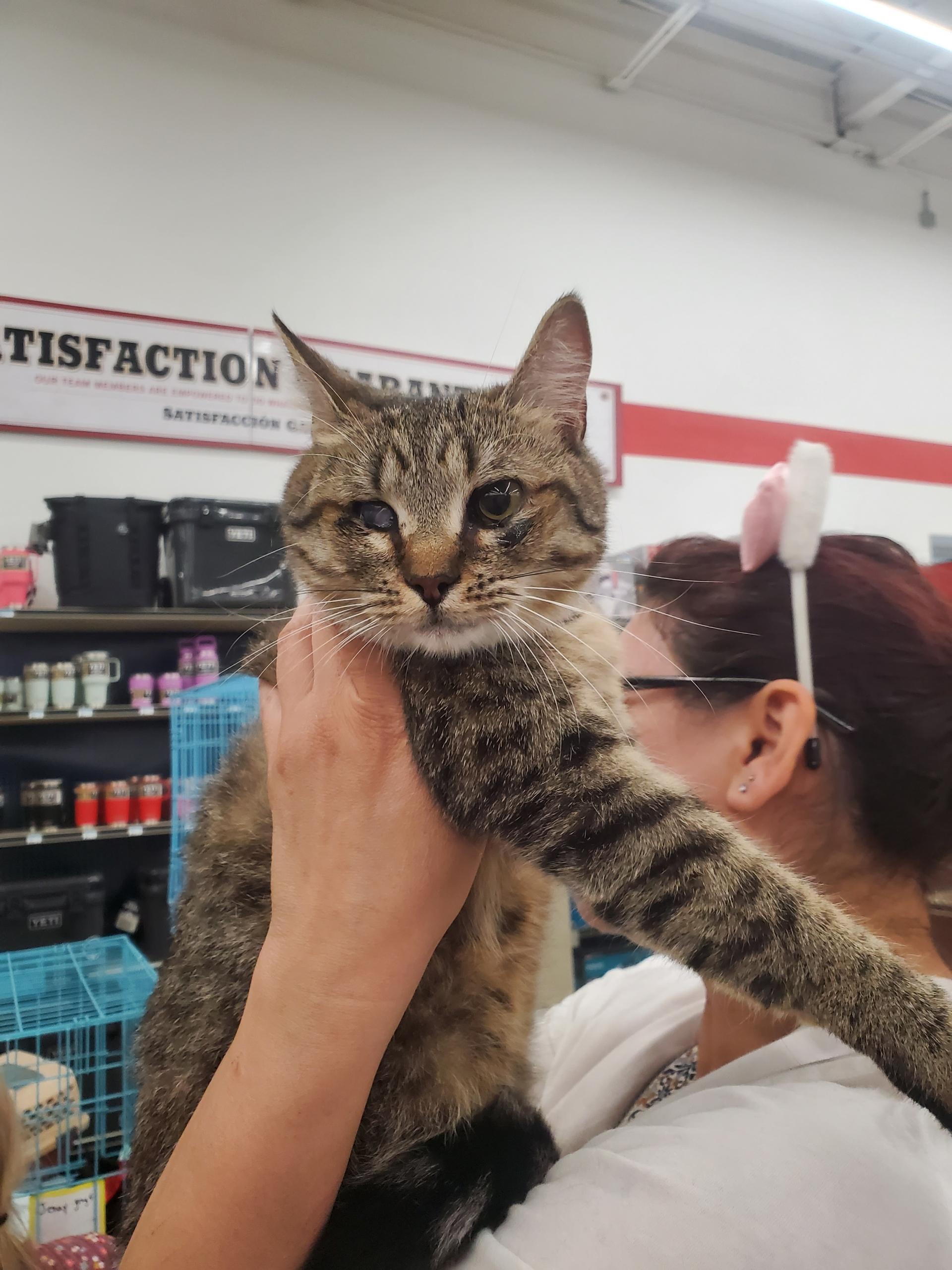 Rainy raindrop, a ADOPTABLE Domestic Short Hair in Perth Amboy , NJ image 3/6