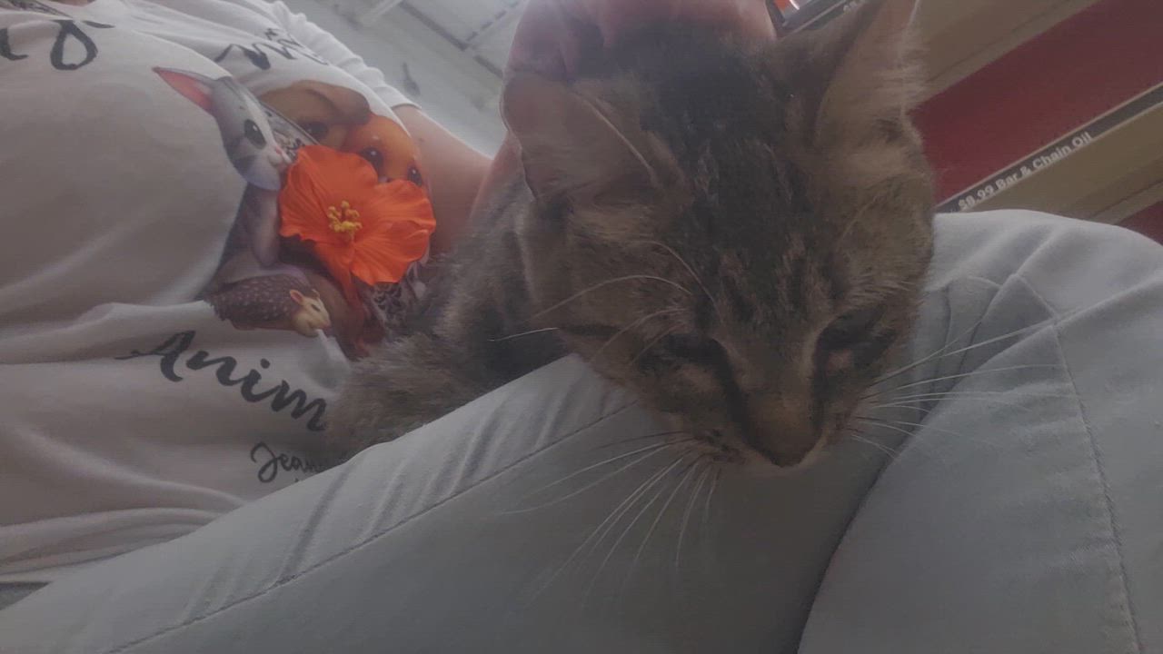 Enlarge Rainy raindrop, a ADOPTABLE Domestic Short Hair in Perth Amboy , NJ video 4/6