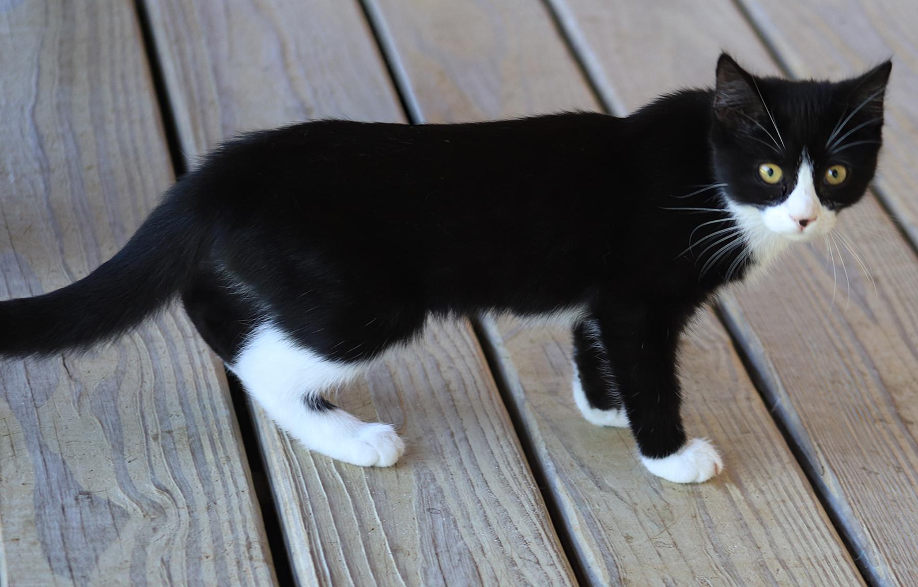 Enlarge Honda, an adopted Domestic Short Hair in North Fort Myers, FL image 3/4