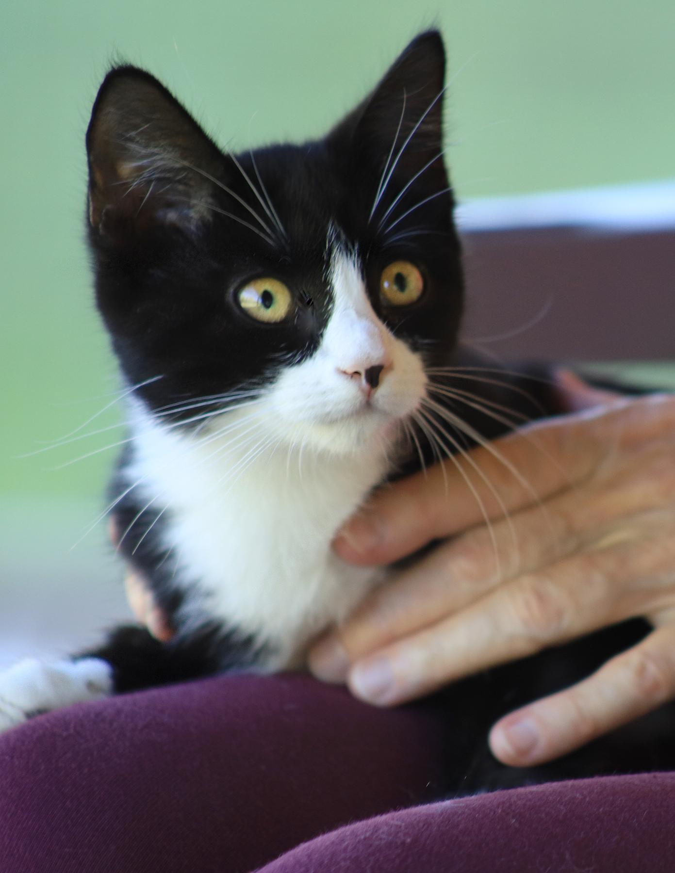 Honda, adopted, Kitten Female Domestic Short Hair.