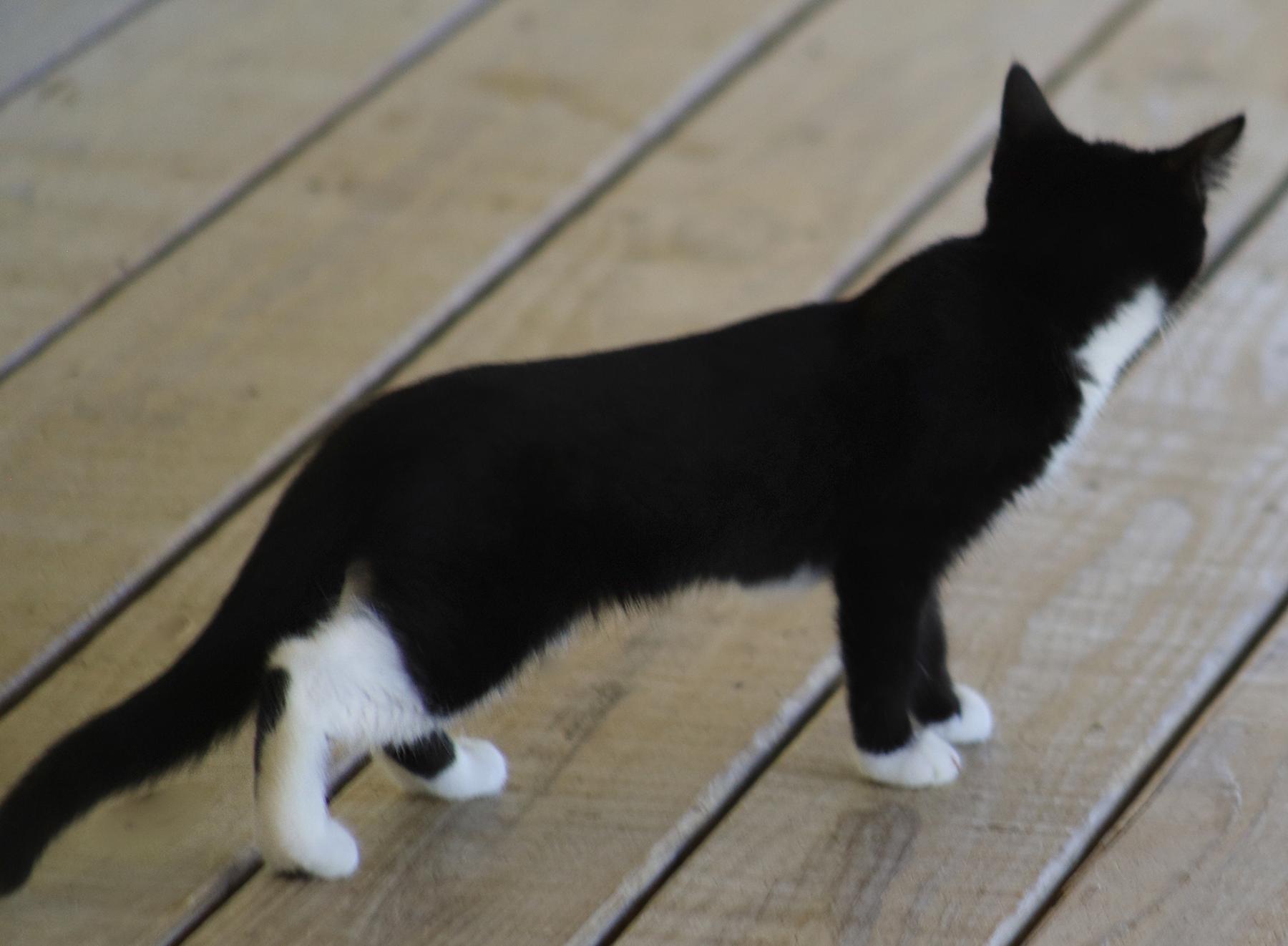 Enlarge Honda, an adopted Domestic Short Hair in North Fort Myers, FL image 4/4