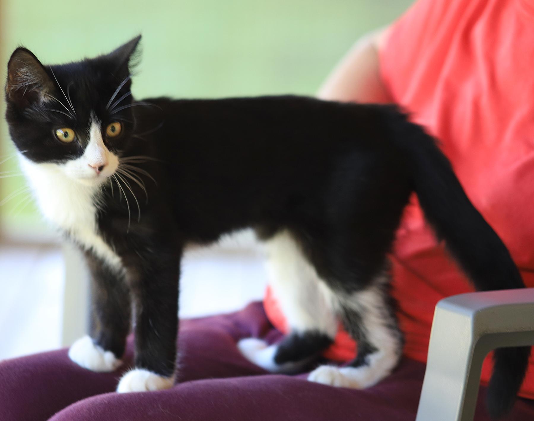 Enlarge Honda, an adopted Domestic Short Hair in North Fort Myers, FL image 2/4