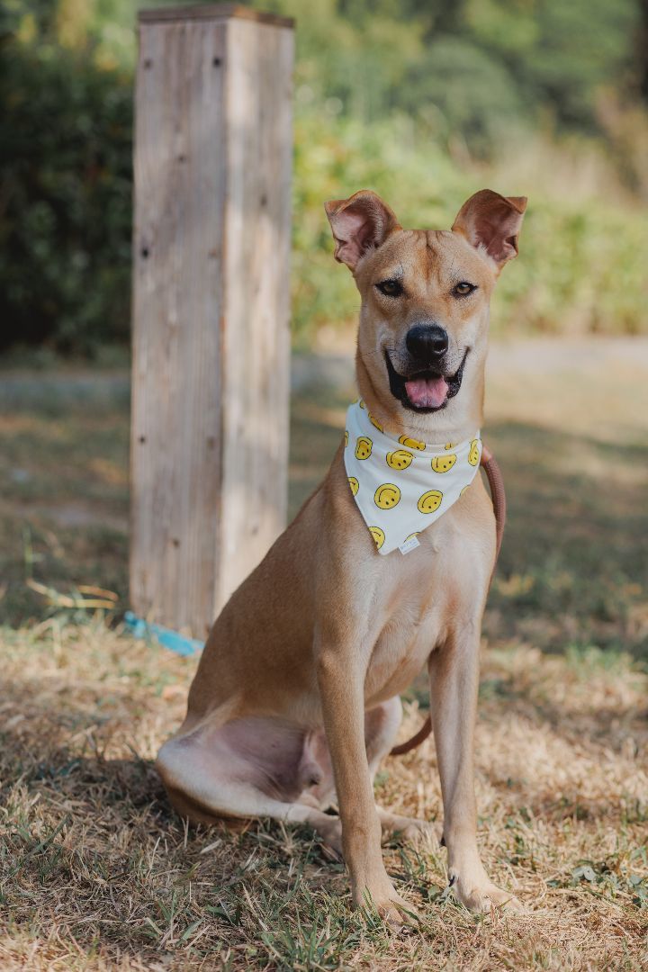 Enlarge Bobby, a Adoptable mixed breed in San Mateo, CA image 3/6