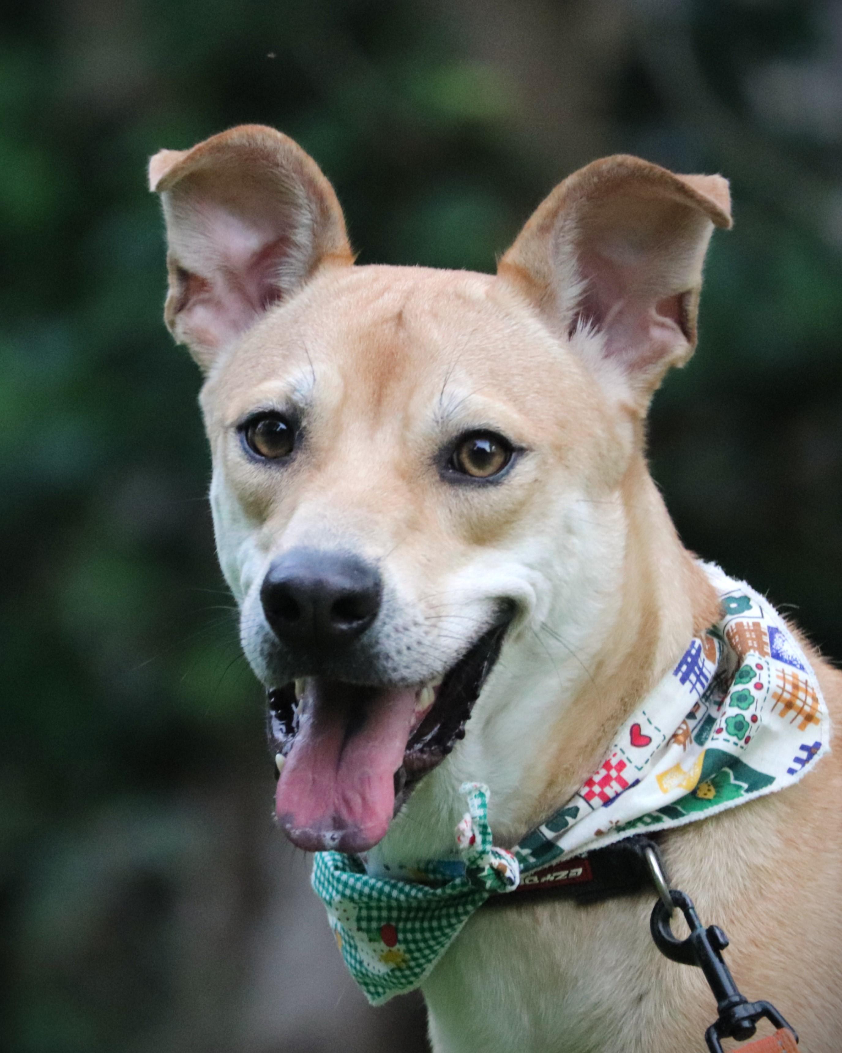 Enlarge Bobby, a Adoptable mixed breed in San Mateo, CA image 6/6