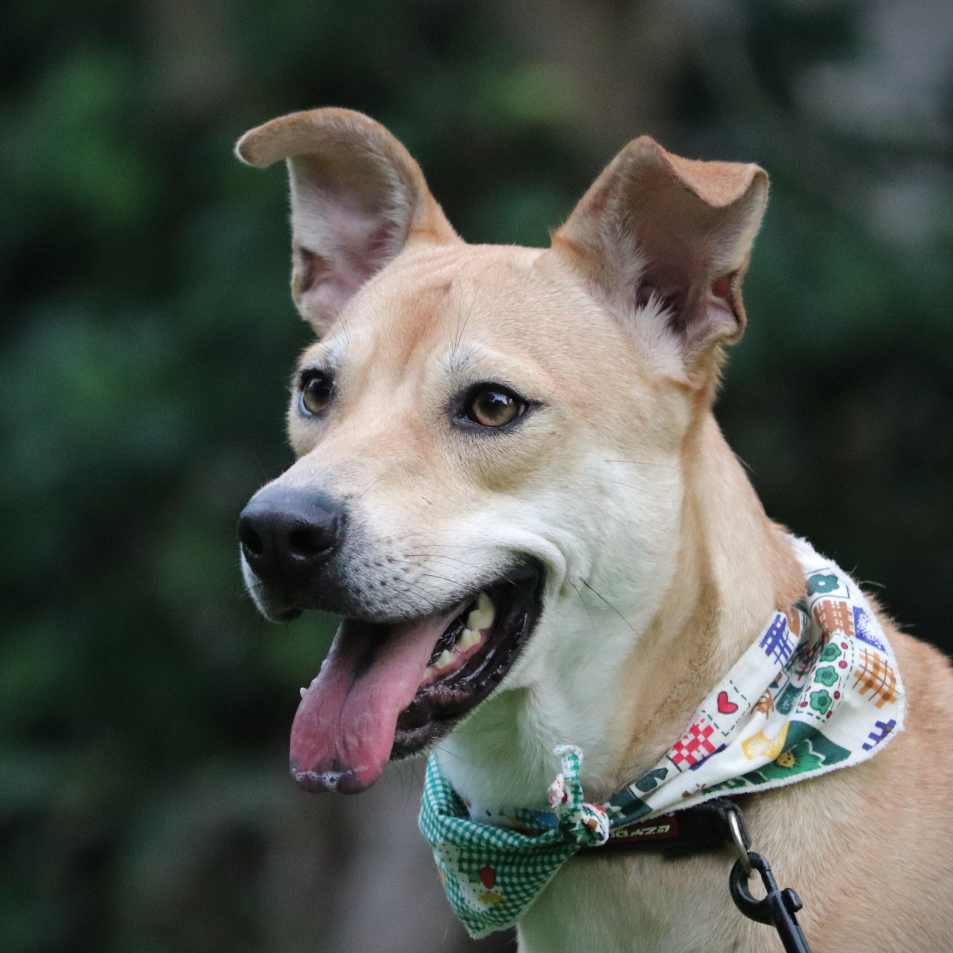 Enlarge Bobby, a Adoptable mixed breed in San Mateo, CA image 1/6