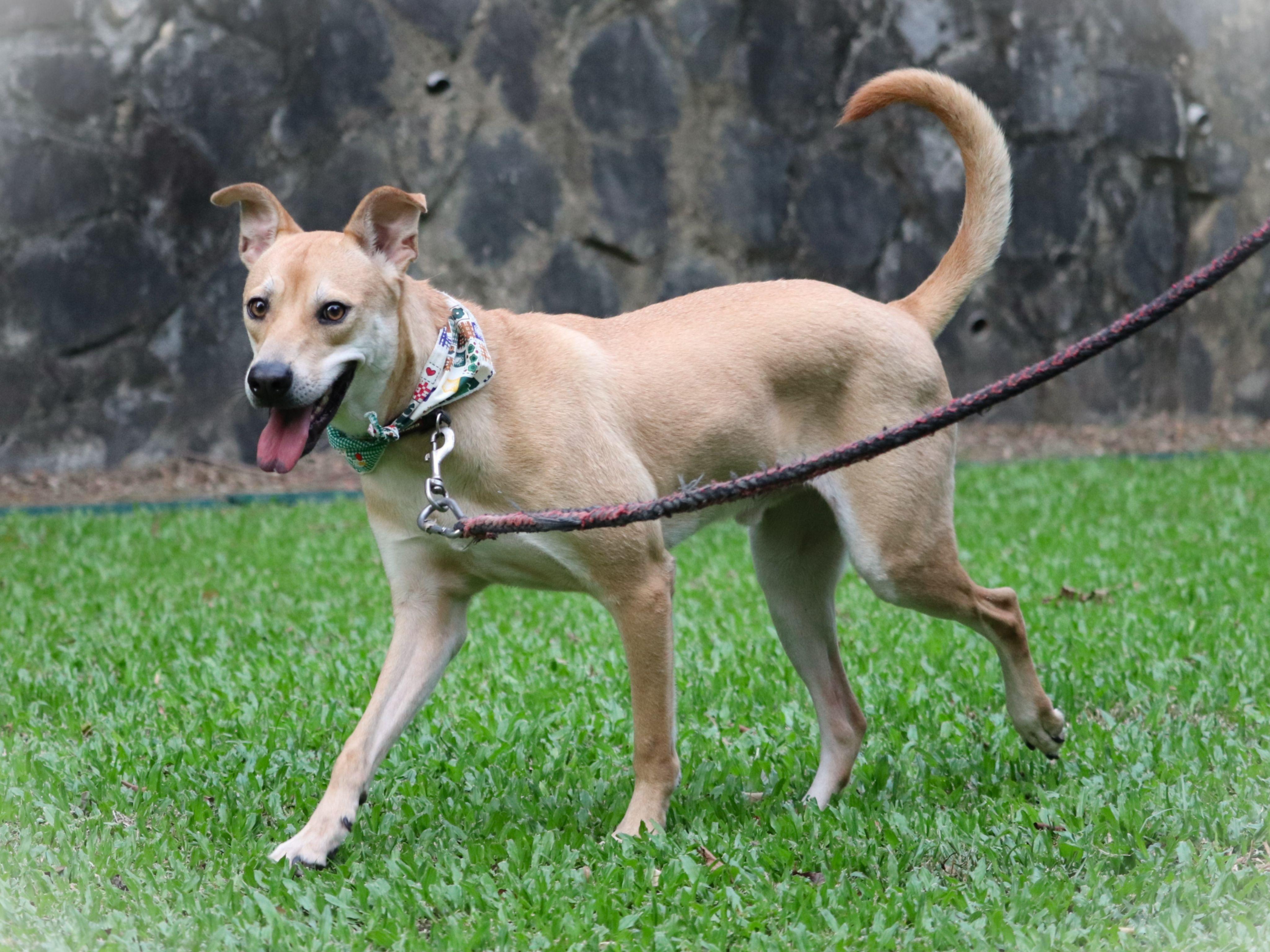 Enlarge Bobby, a Adoptable mixed breed in San Mateo, CA image 4/6