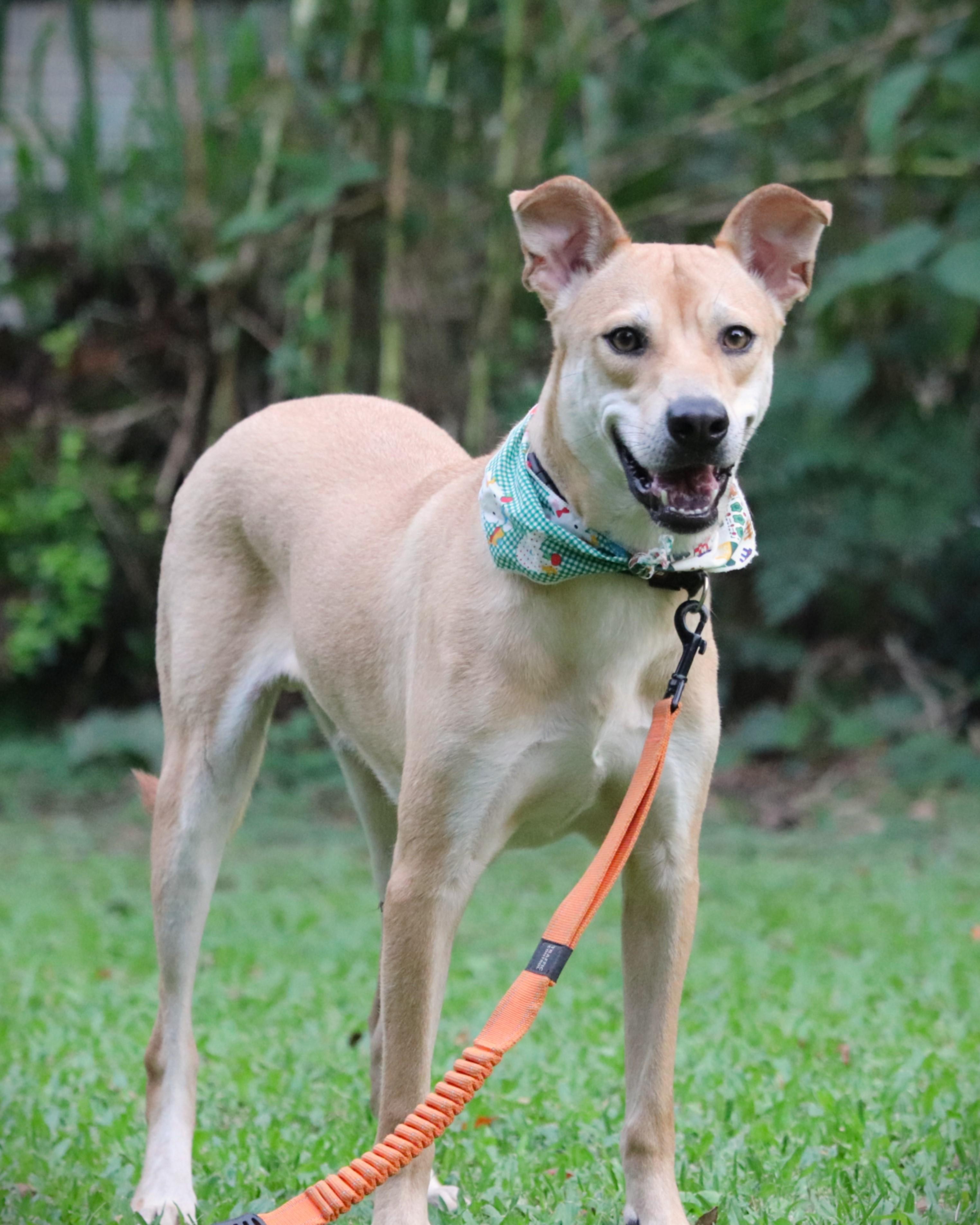 Enlarge Bobby, a Adoptable mixed breed in San Mateo, CA image 5/6