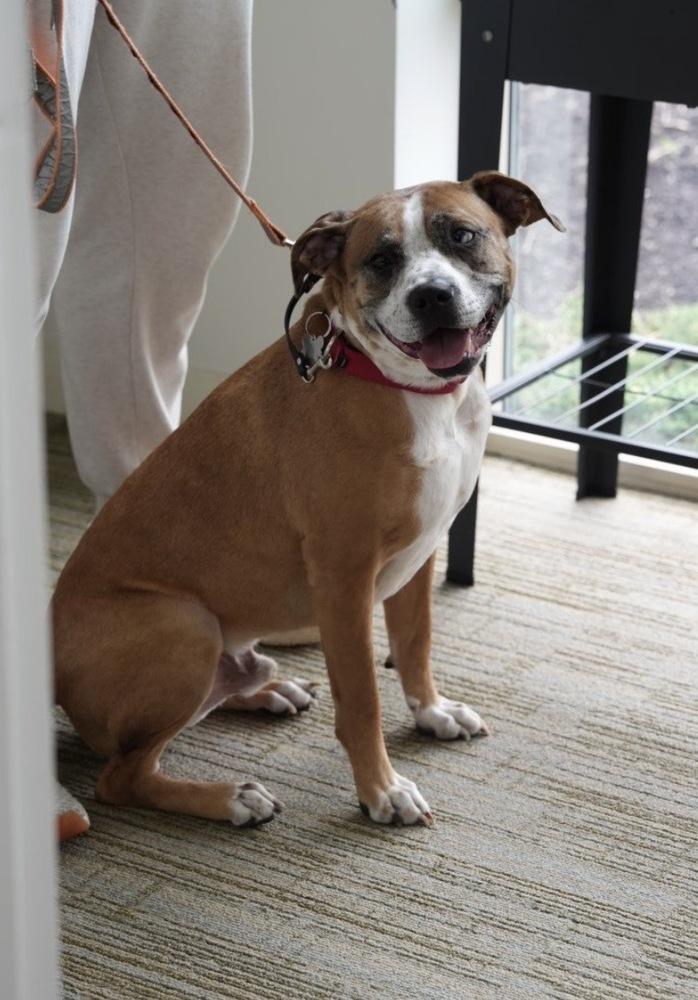 Enlarge Hotch, a Adoptable mixed breed in Boston, MA image 1/6