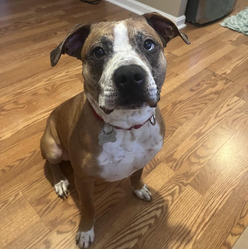 Enlarge Hotch, a Adoptable mixed breed in Boston, MA image 1/2