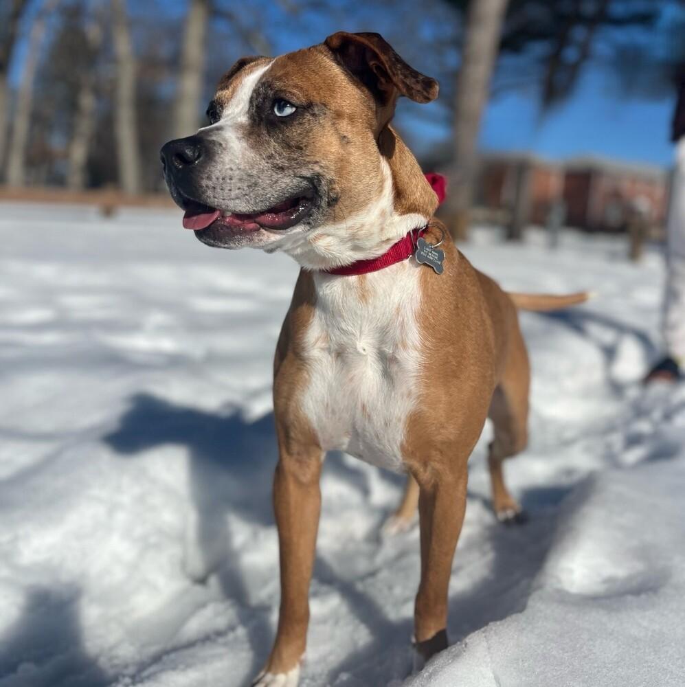 Enlarge Hotch, a Adoptable mixed breed in Boston, MA image 3/6