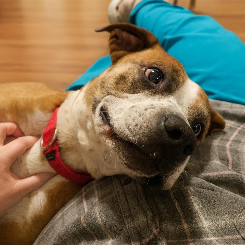 Enlarge Hotch, a Adoptable mixed breed in Boston, MA image 2/2