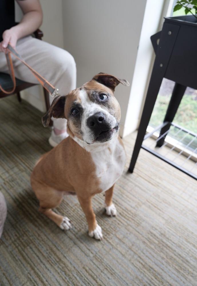Enlarge Hotch, a Adoptable mixed breed in Boston, MA image 5/6