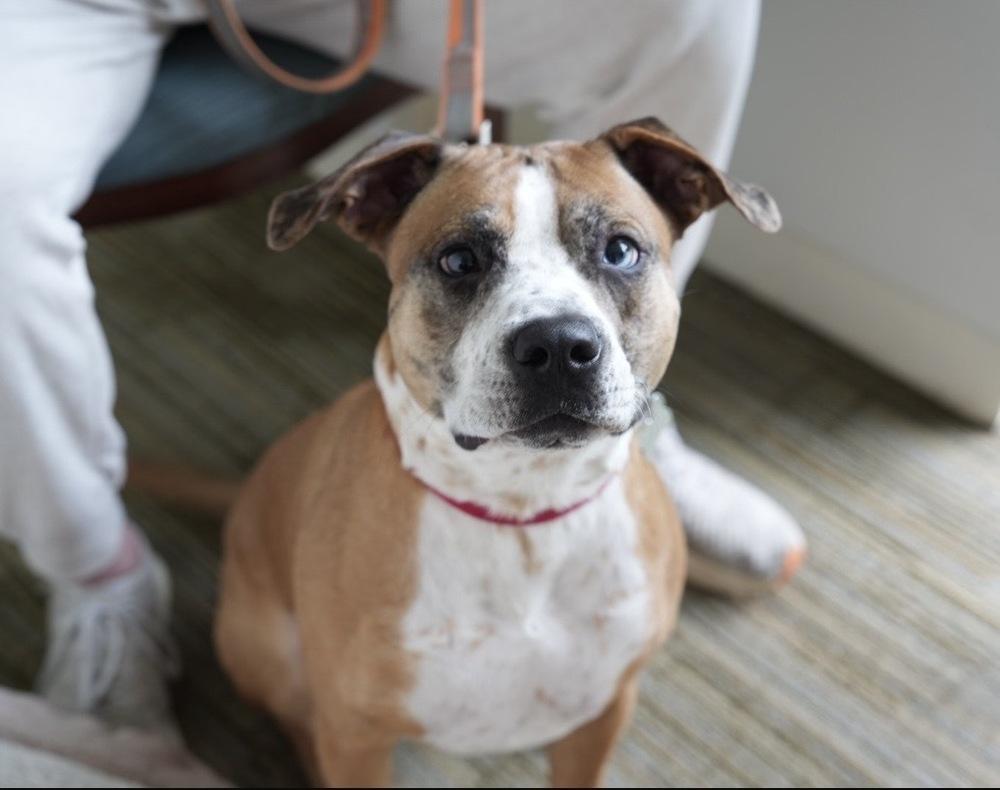 Enlarge Hotch, a Adoptable mixed breed in Boston, MA image 6/6