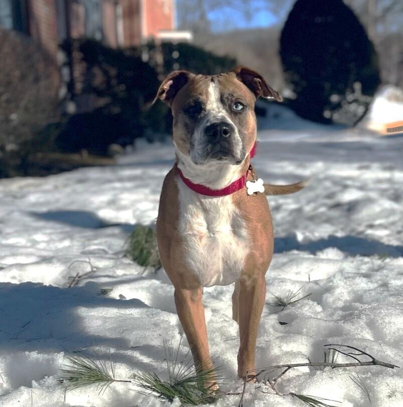 Enlarge Hotch, a Adoptable mixed breed in Boston, MA image 6/6