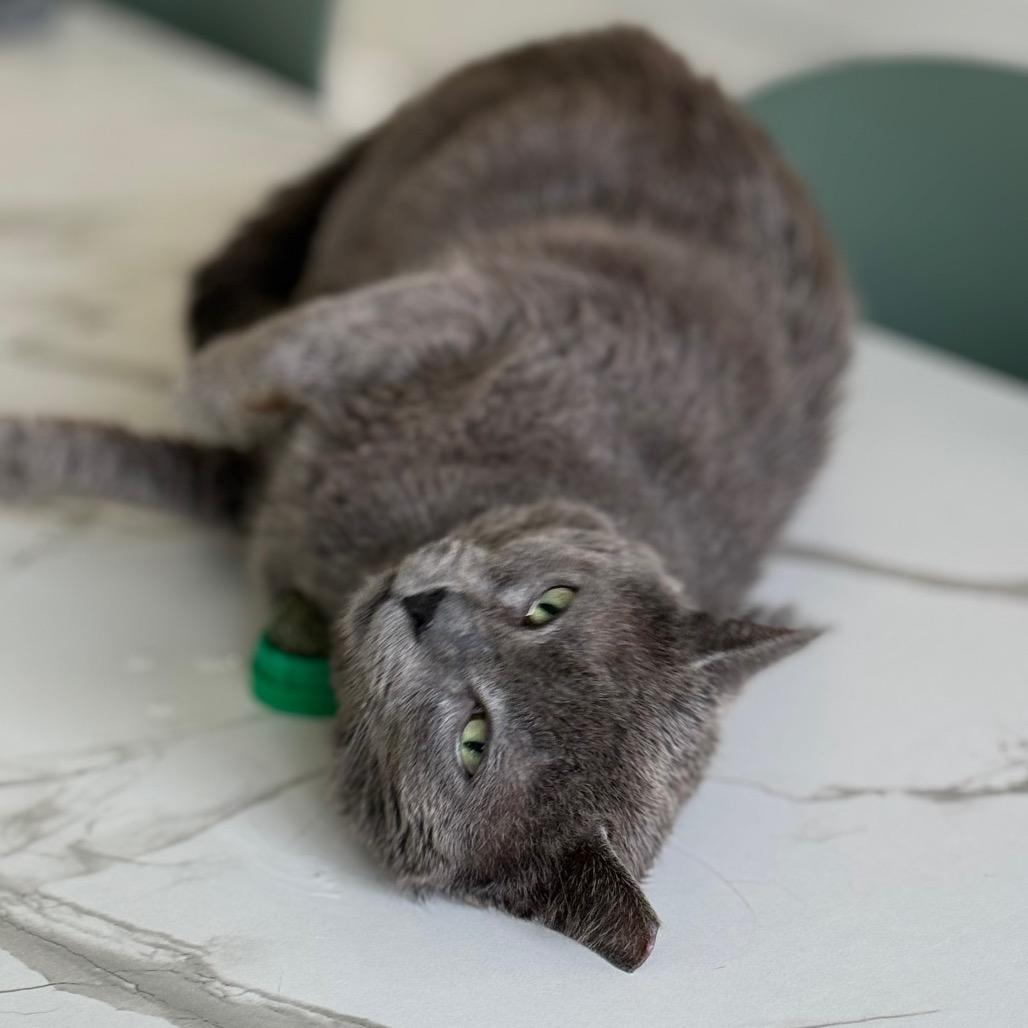 Blue, Adoptable, Young Male Domestic Short Hair.