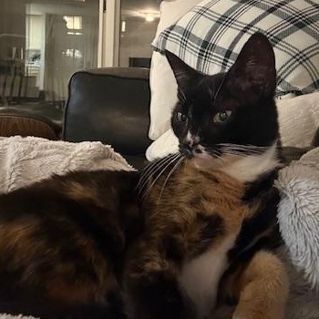 Enlarge Snickers, a ADOPTABLE mixed breed in Hyattsville, MD image 2/4