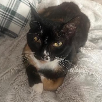 Enlarge Snickers, a ADOPTABLE mixed breed in Hyattsville, MD image 1/4