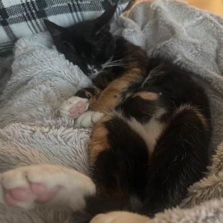 Enlarge Snickers, a ADOPTABLE mixed breed in Hyattsville, MD image 3/4