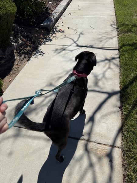 Wisconsin, a Adoptable mixed breed in El Cajon, CA image 1/6