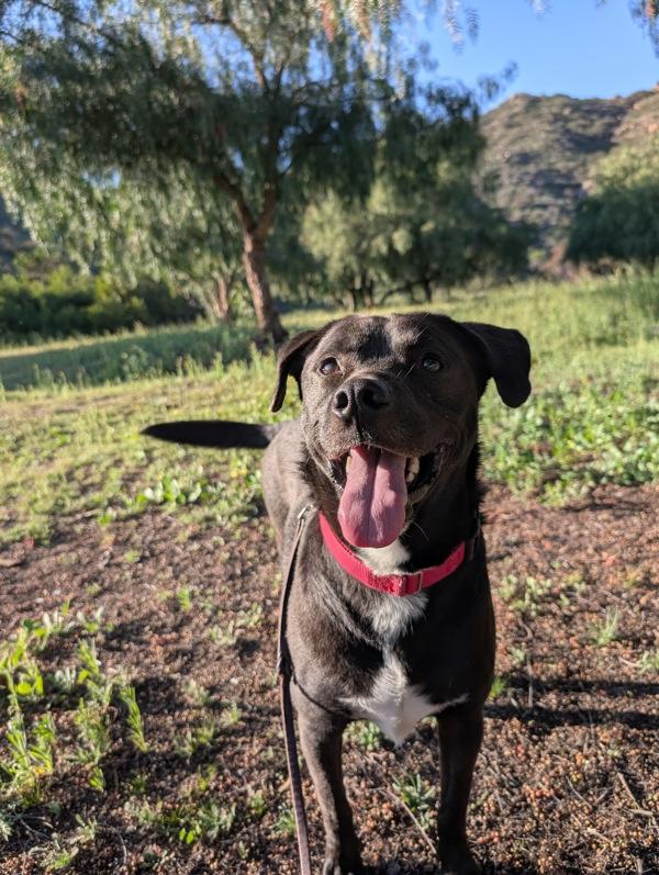 Wisconsin, a Adoptable mixed breed in El Cajon, CA image 2/6